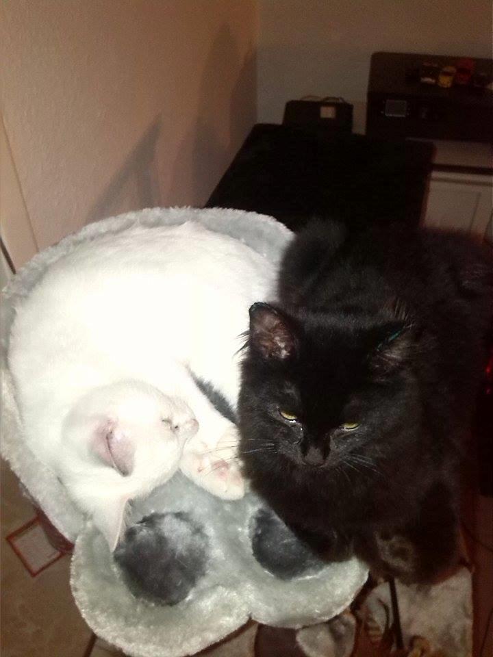 Huskat Brownie billede 9