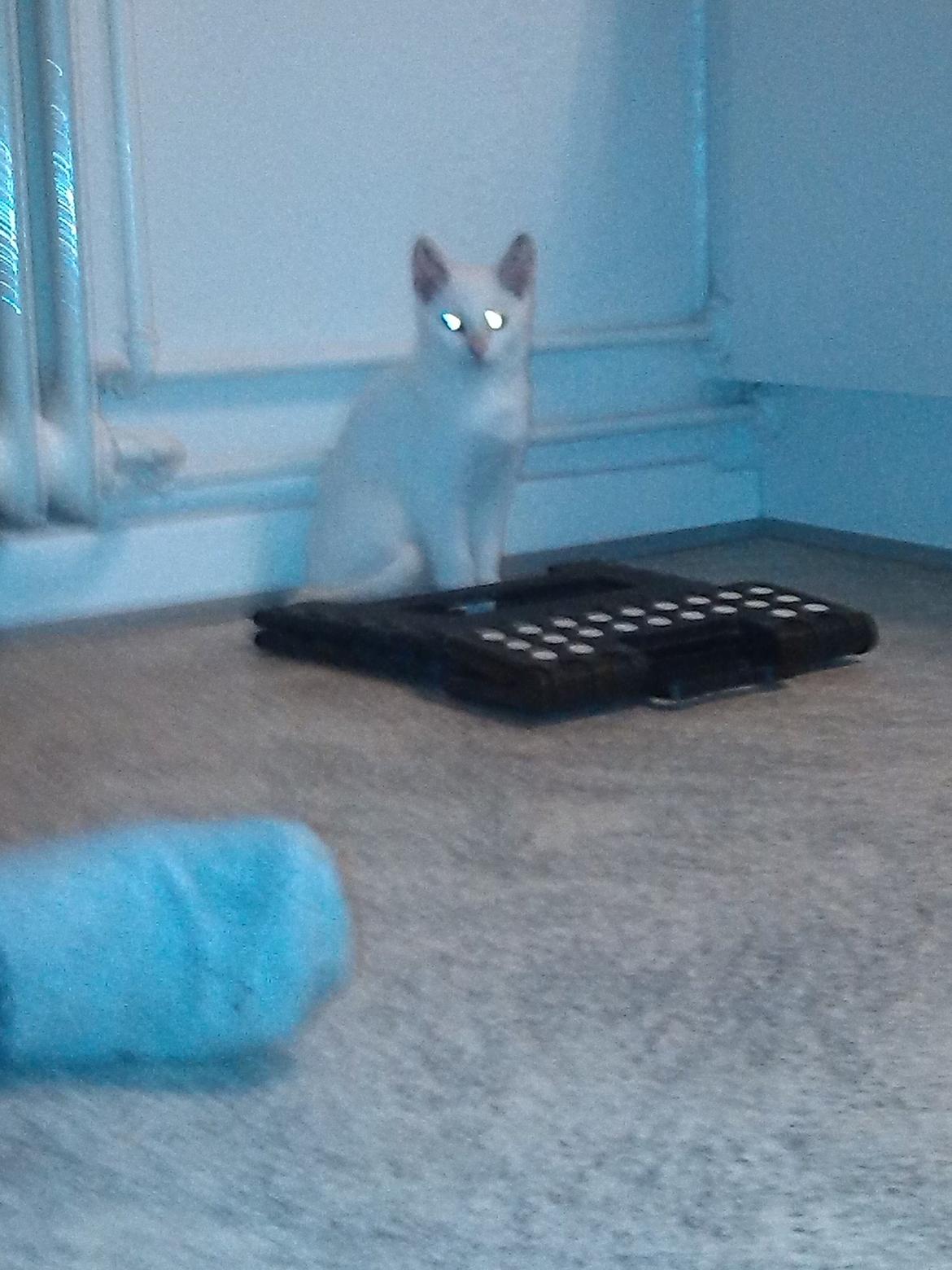 Huskat Jay billede 8