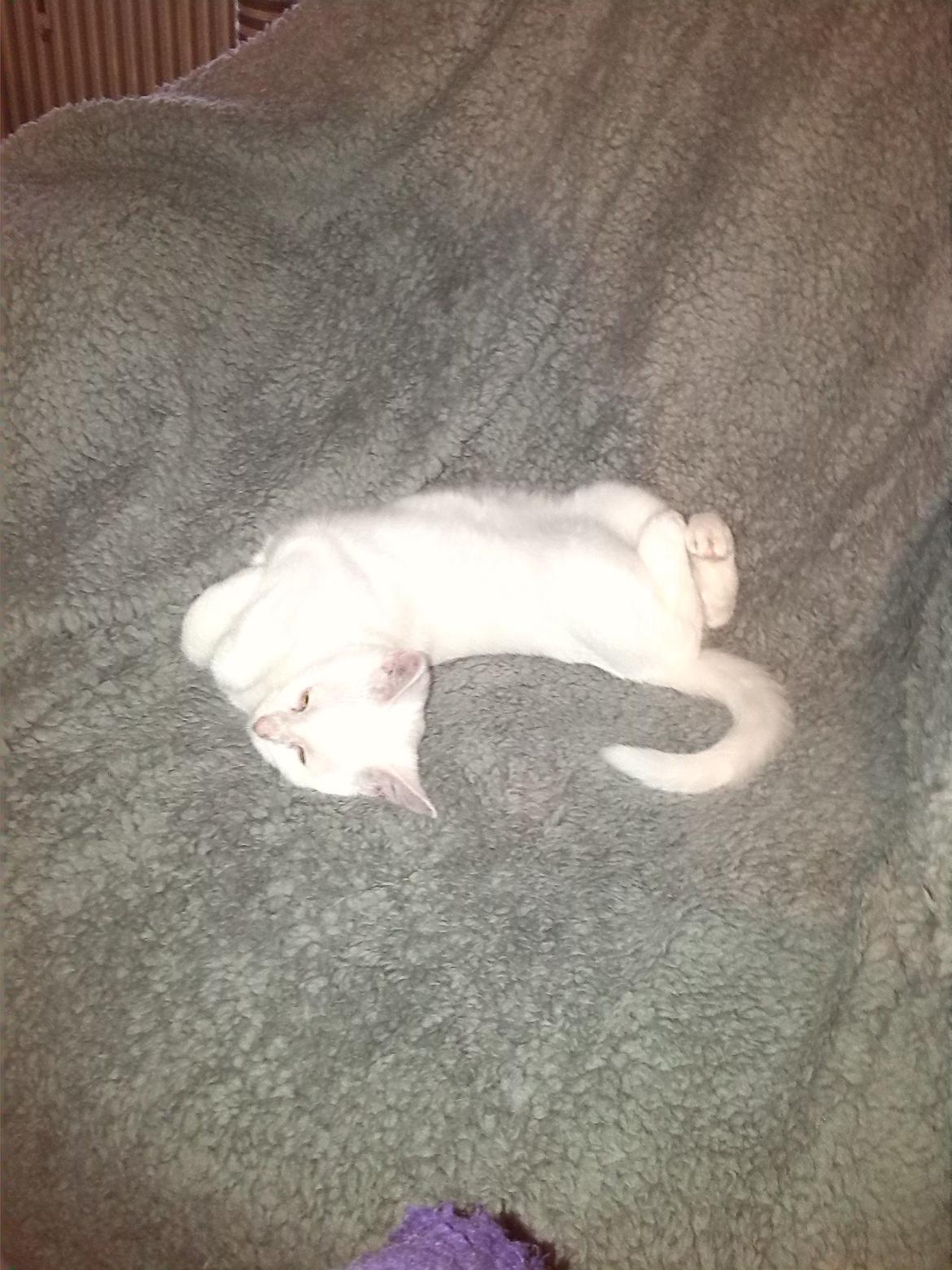 Huskat Jay billede 10