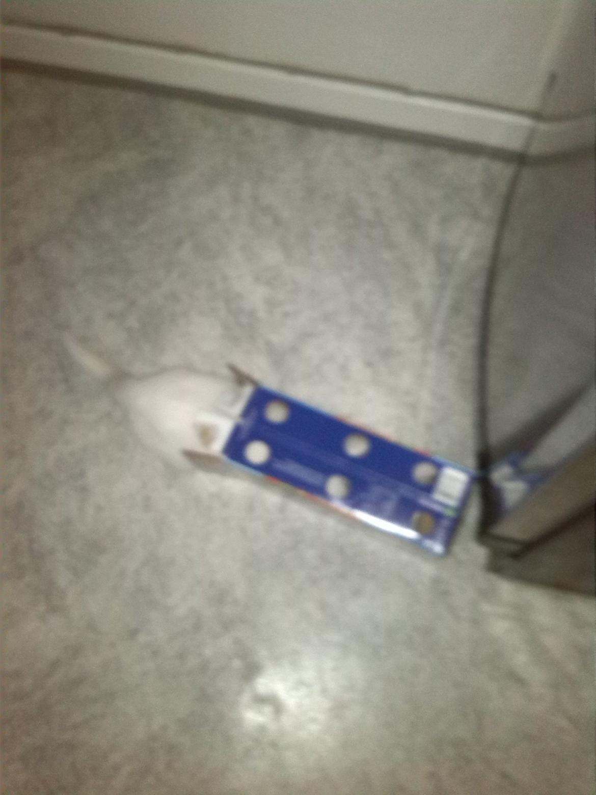 Huskat Jay billede 11