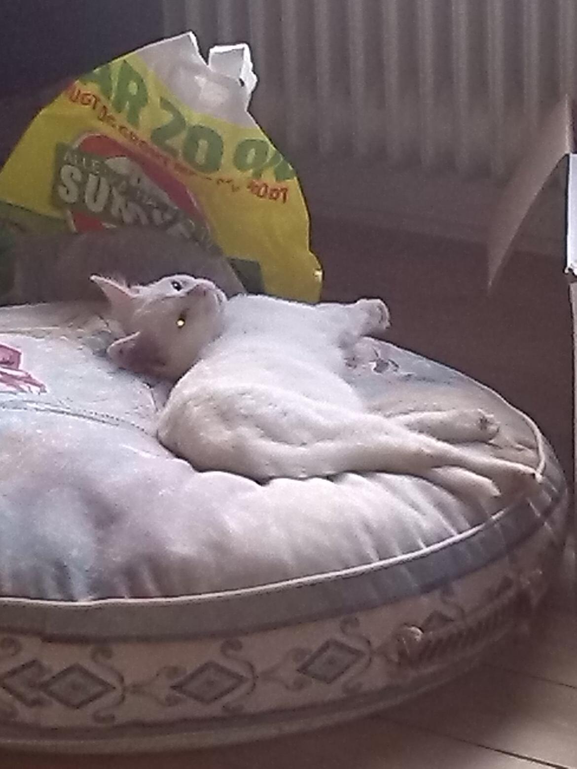 Huskat Jay billede 12