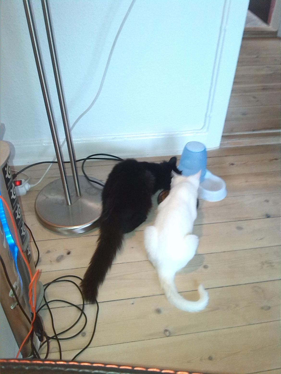 Huskat Brownie billede 10