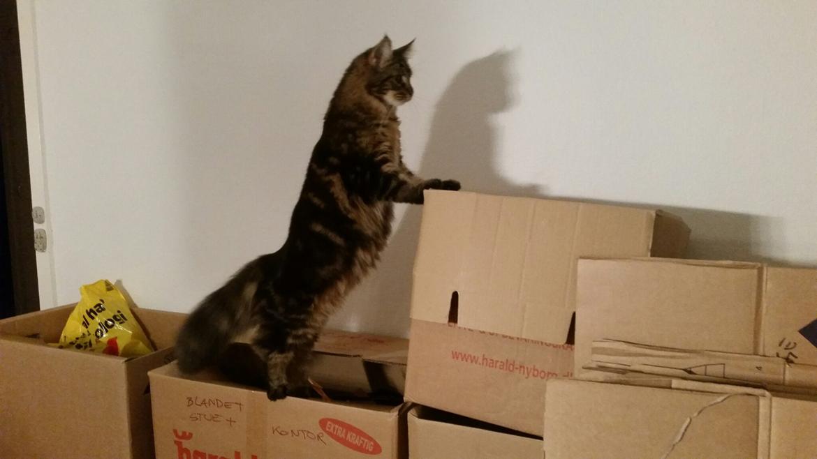 Maine Coon Figaro - Man er vel nysgerrig billede 10