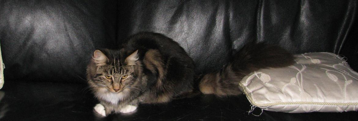 Norsk Skovkat Kirstila-Tahia`s Bibi billede 37