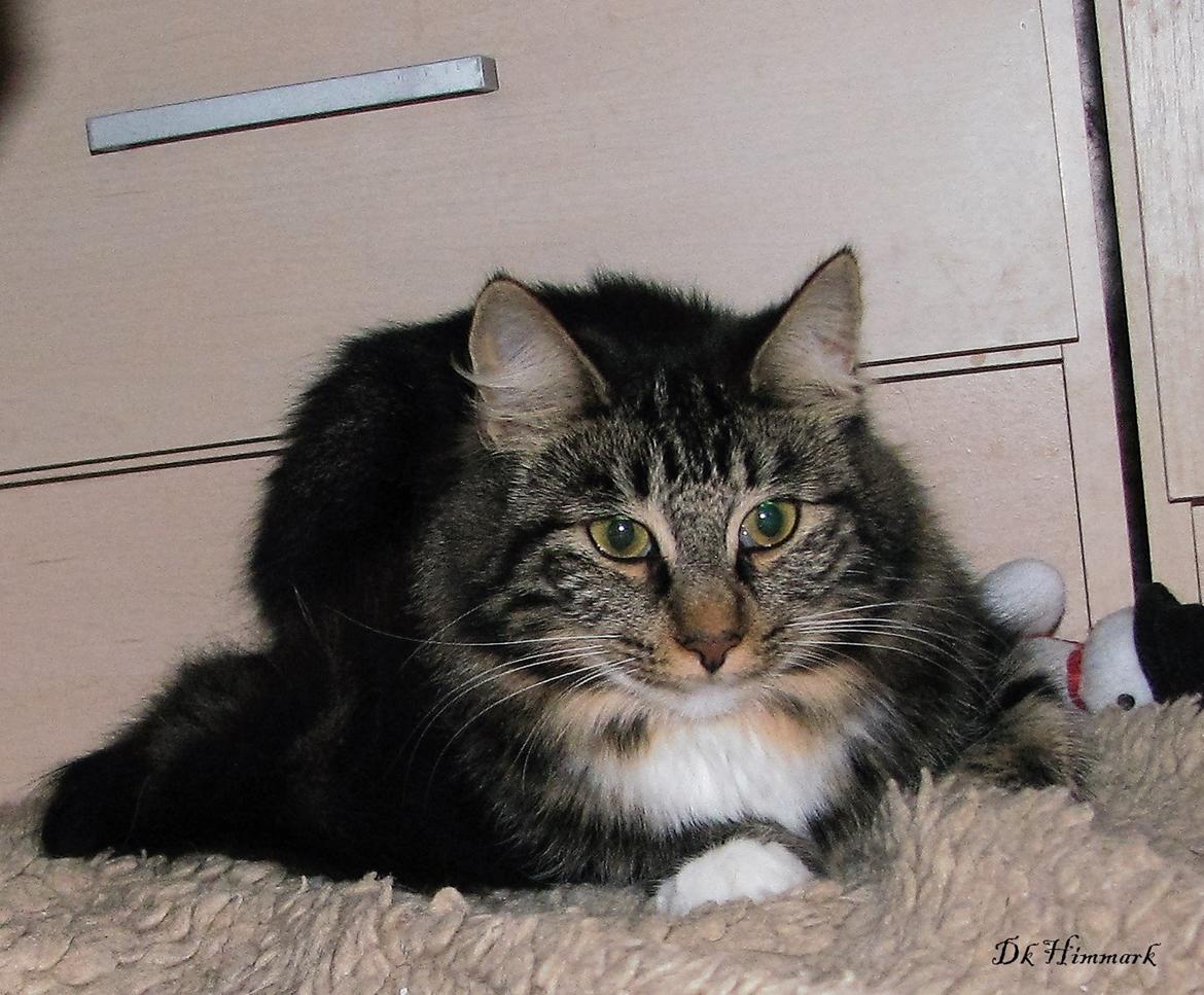 Norsk Skovkat Kirstila-Tahia`s Bibi billede 38