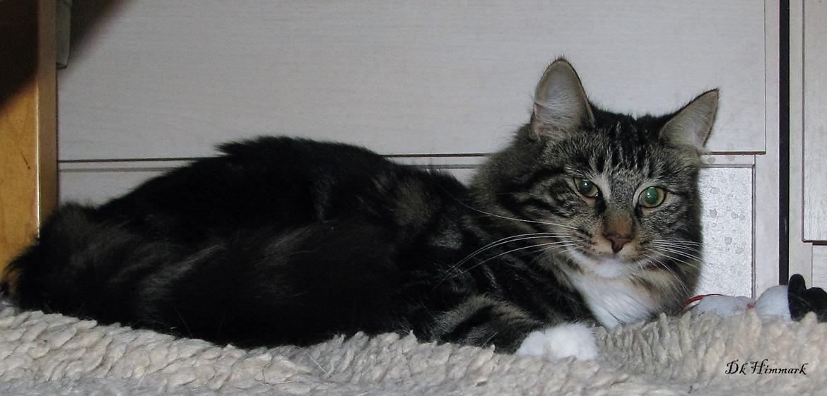 Norsk Skovkat Kirstila-Tahia`s Bibi billede 39