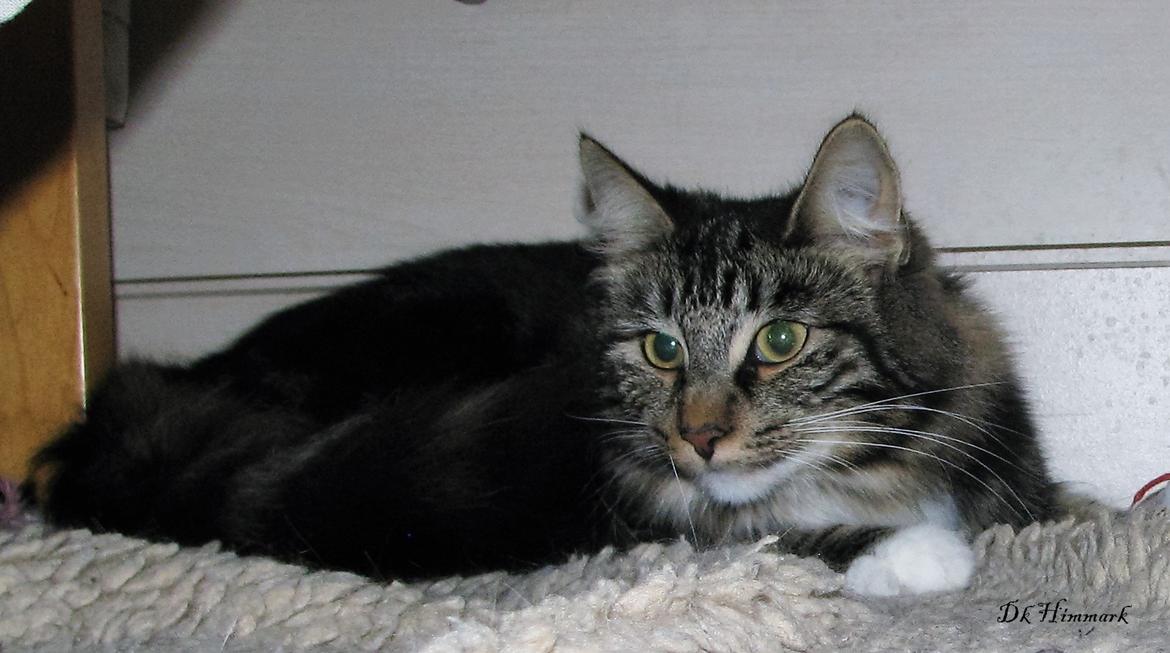 Norsk Skovkat Kirstila-Tahia`s Bibi billede 40