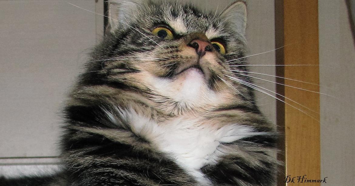 Norsk Skovkat Kirstila-Tahia`s Bibi billede 43