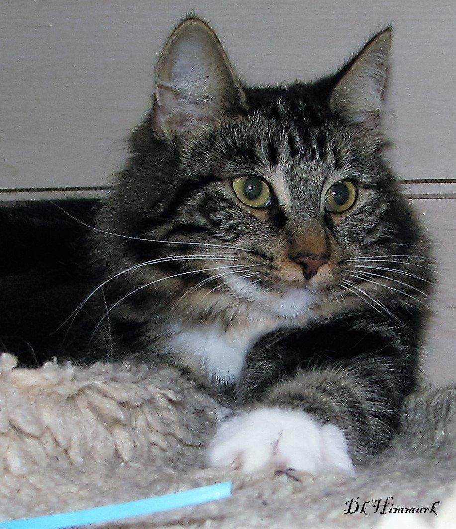 Norsk Skovkat Kirstila-Tahia`s Bibi billede 42