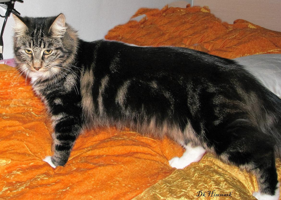 Norsk Skovkat Kirstila-Tahia`s Bibi billede 44