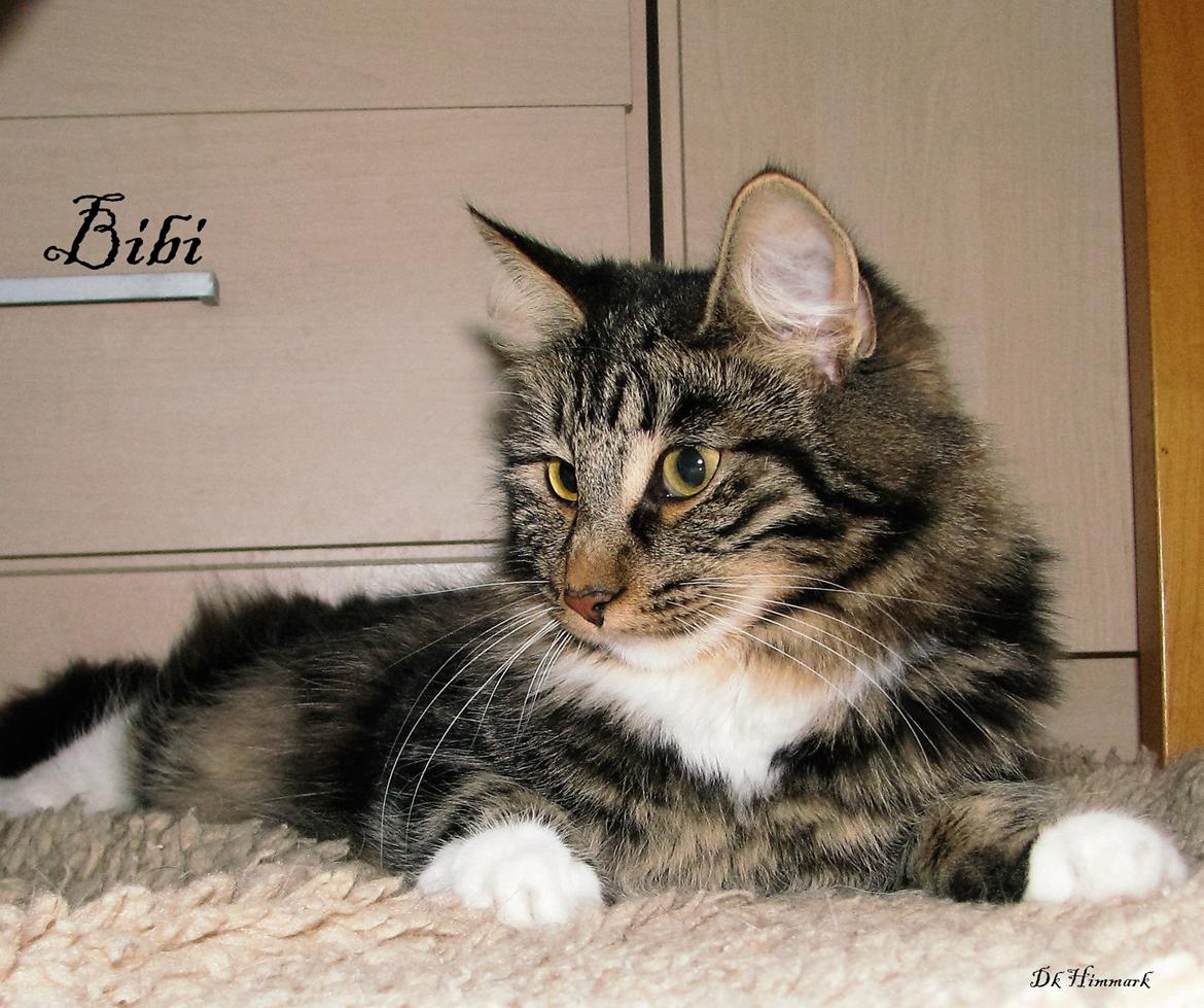 Norsk Skovkat Kirstila-Tahia`s Bibi - Bibi er ved fald til efter 14 dag  billede 1