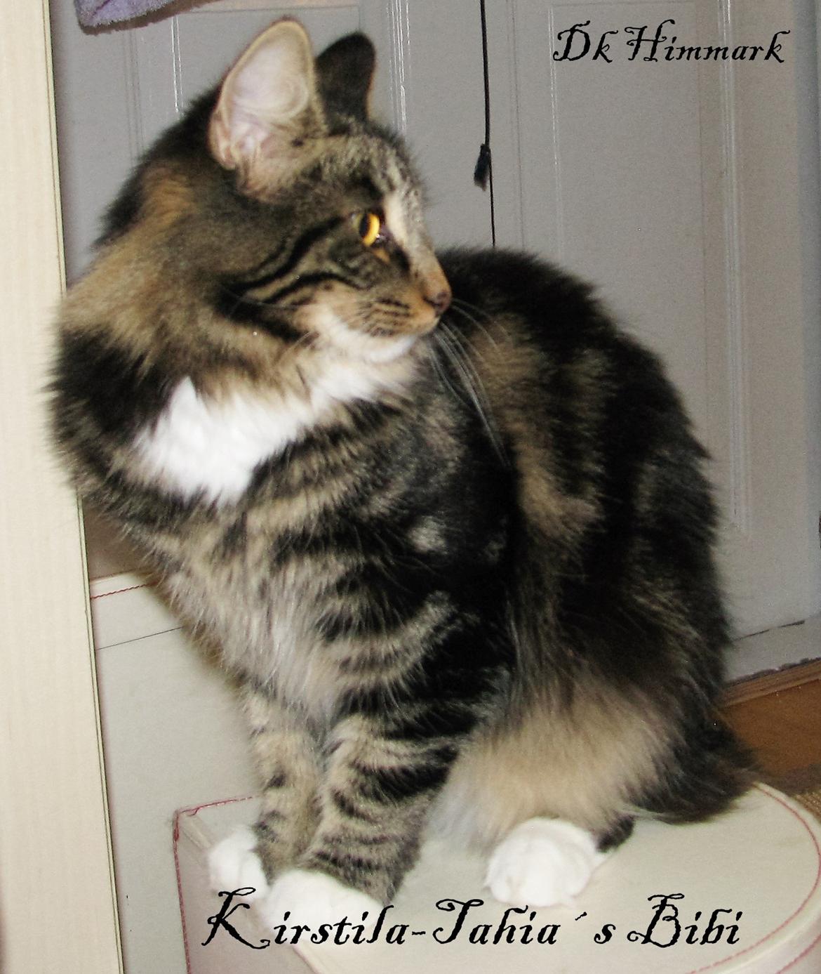 Norsk Skovkat Kirstila-Tahia`s Bibi billede 3