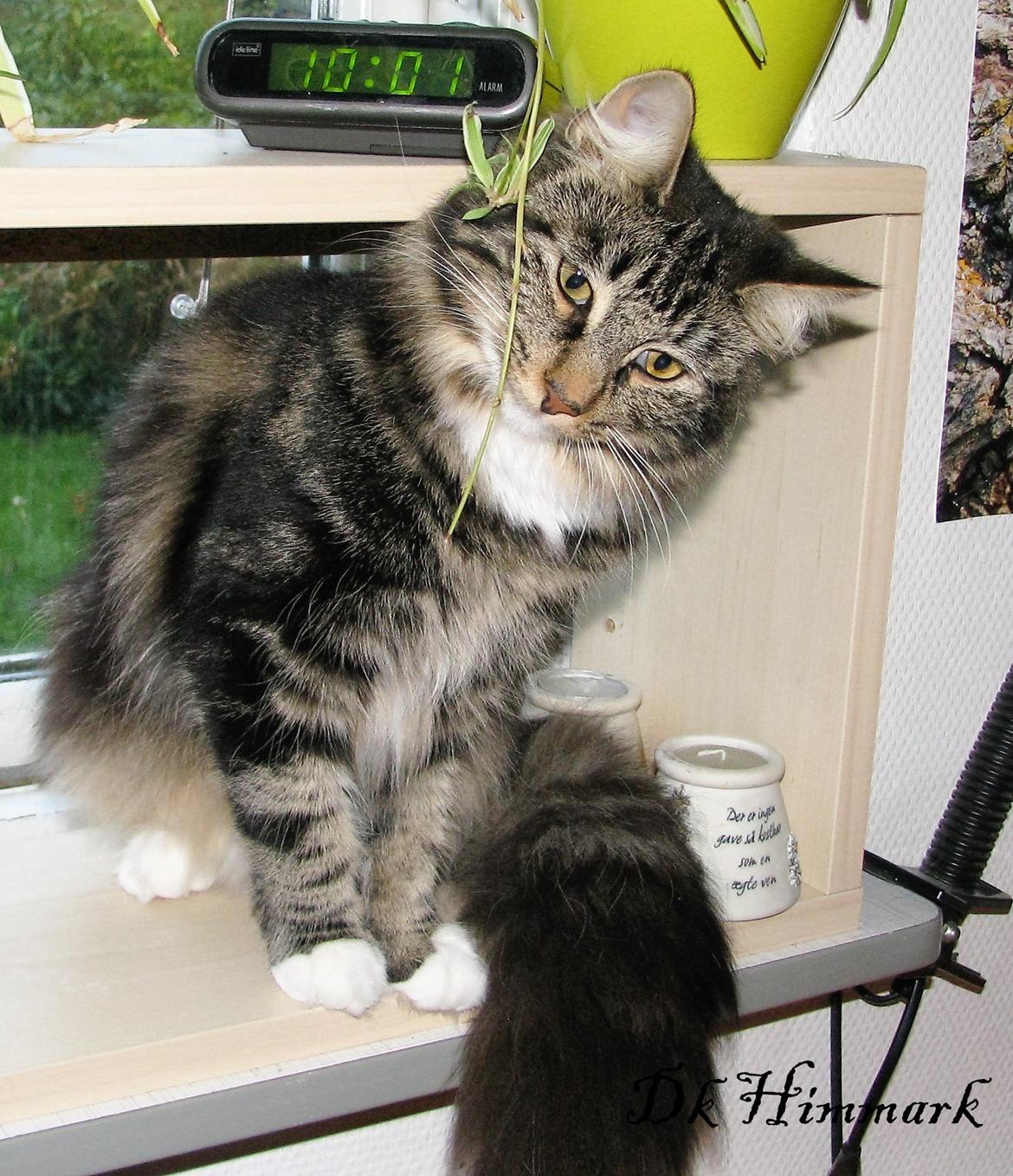 Norsk Skovkat Kirstila-Tahia`s Bibi billede 2