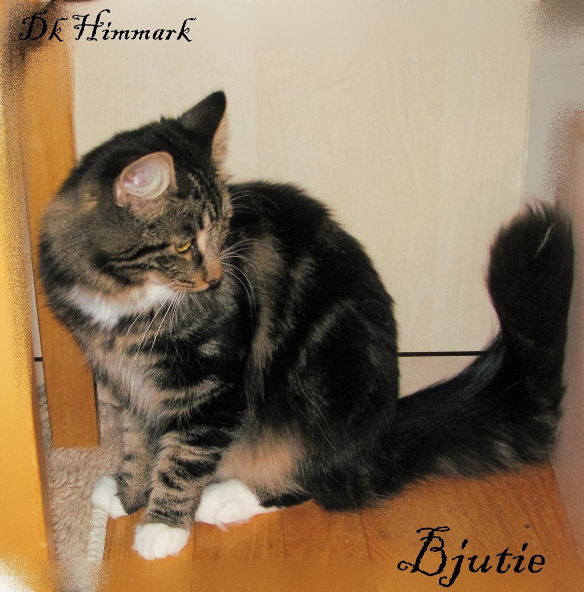 Norsk Skovkat Kirstila-Tahia`s Bibi billede 4