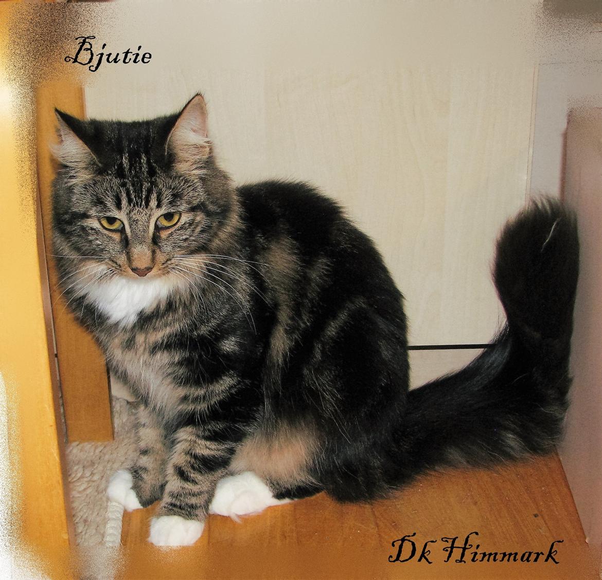 Norsk Skovkat Kirstila-Tahia`s Bibi billede 5