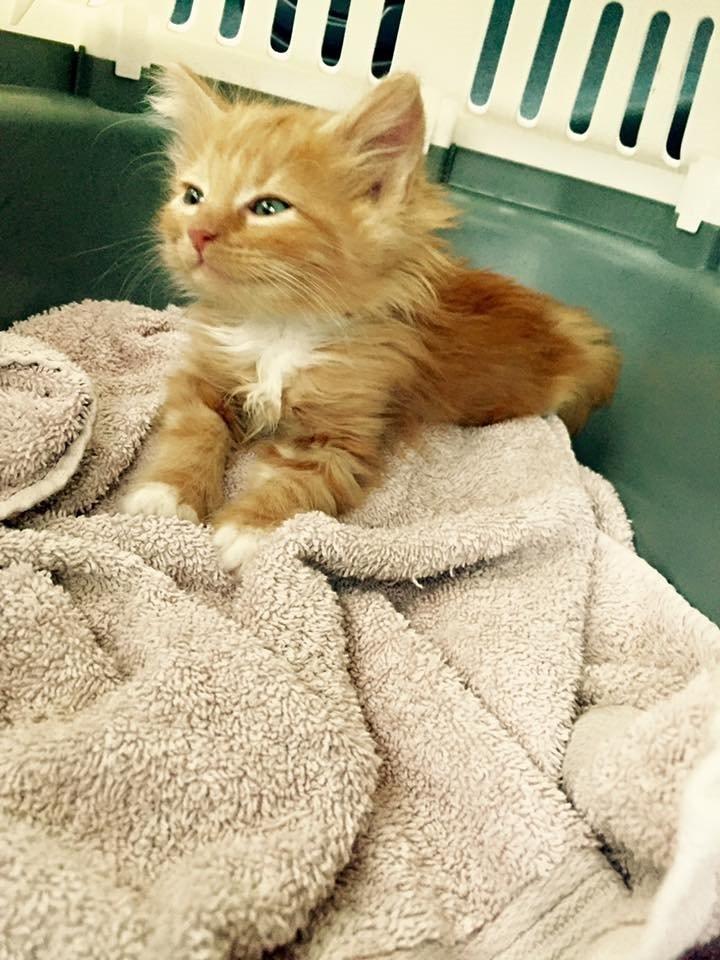 Blanding af racer Ingeborg billede 1