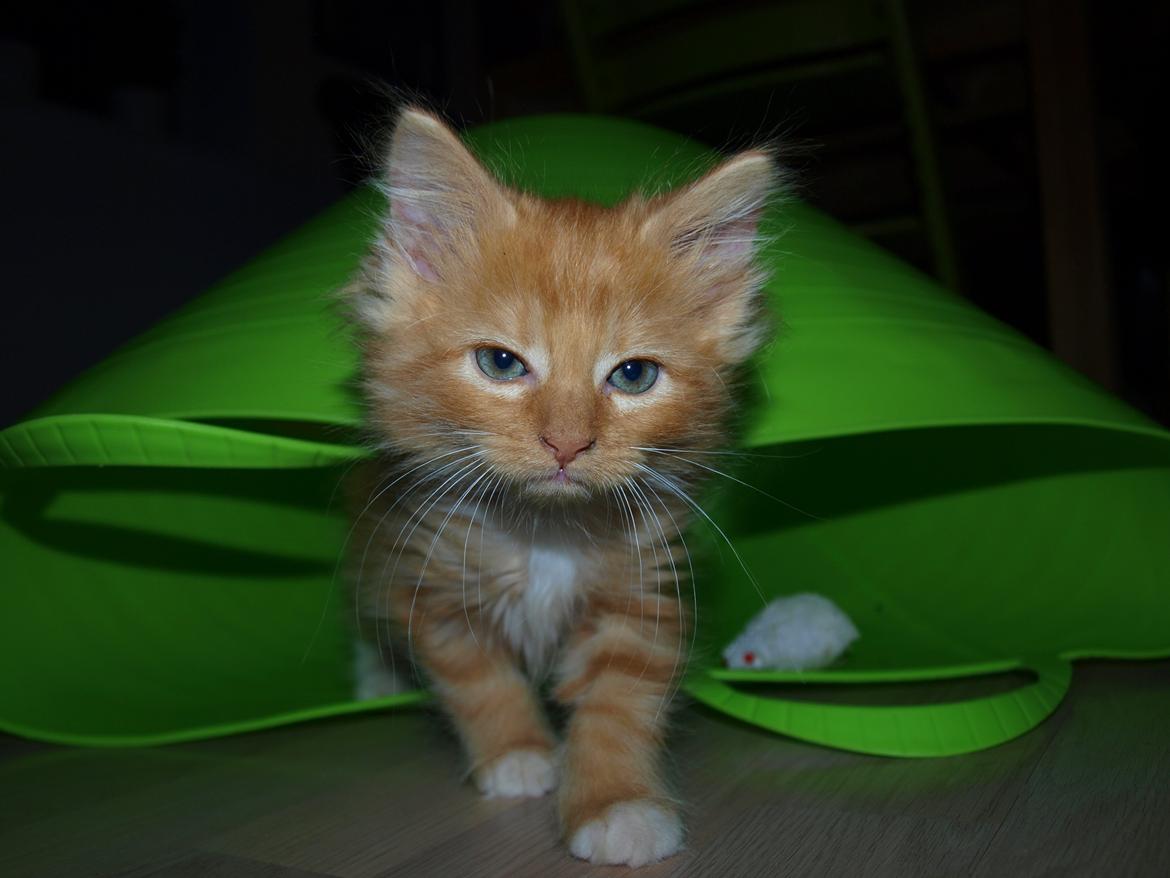 Blanding af racer Ingeborg billede 2