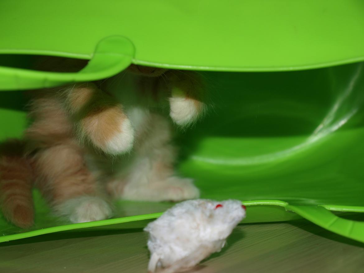 Blanding af racer Ingeborg billede 3