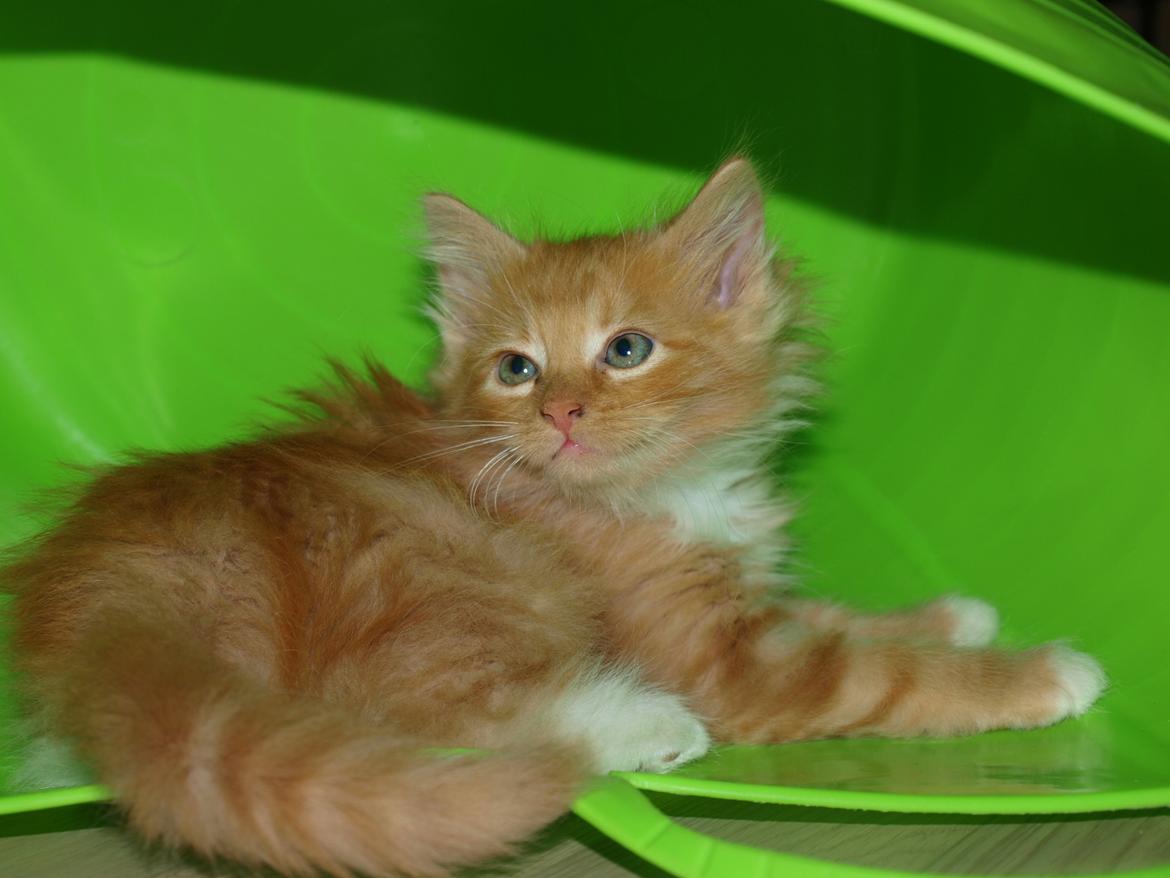 Blanding af racer Ingeborg billede 5