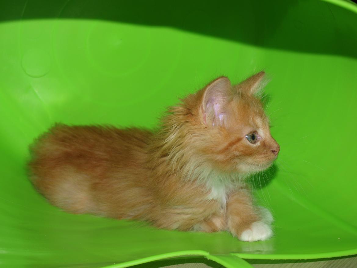 Blanding af racer Ingeborg billede 6