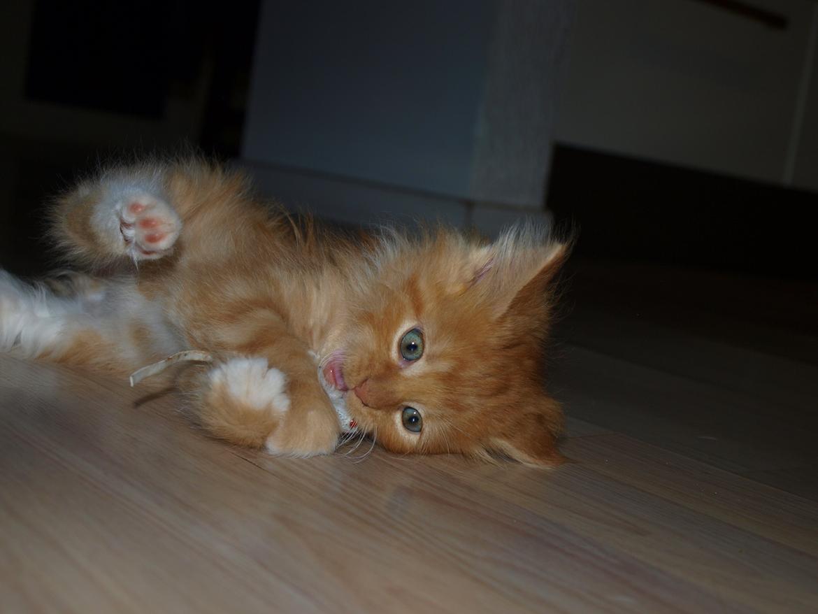 Blanding af racer Ingeborg billede 7