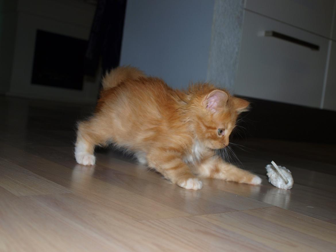 Blanding af racer Ingeborg billede 8