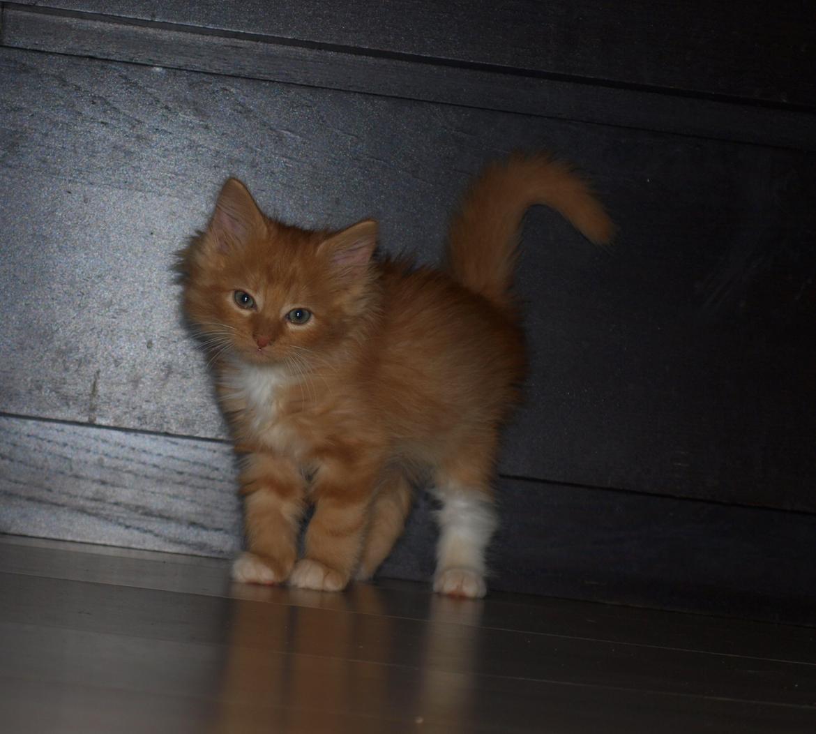 Blanding af racer Ingeborg billede 9