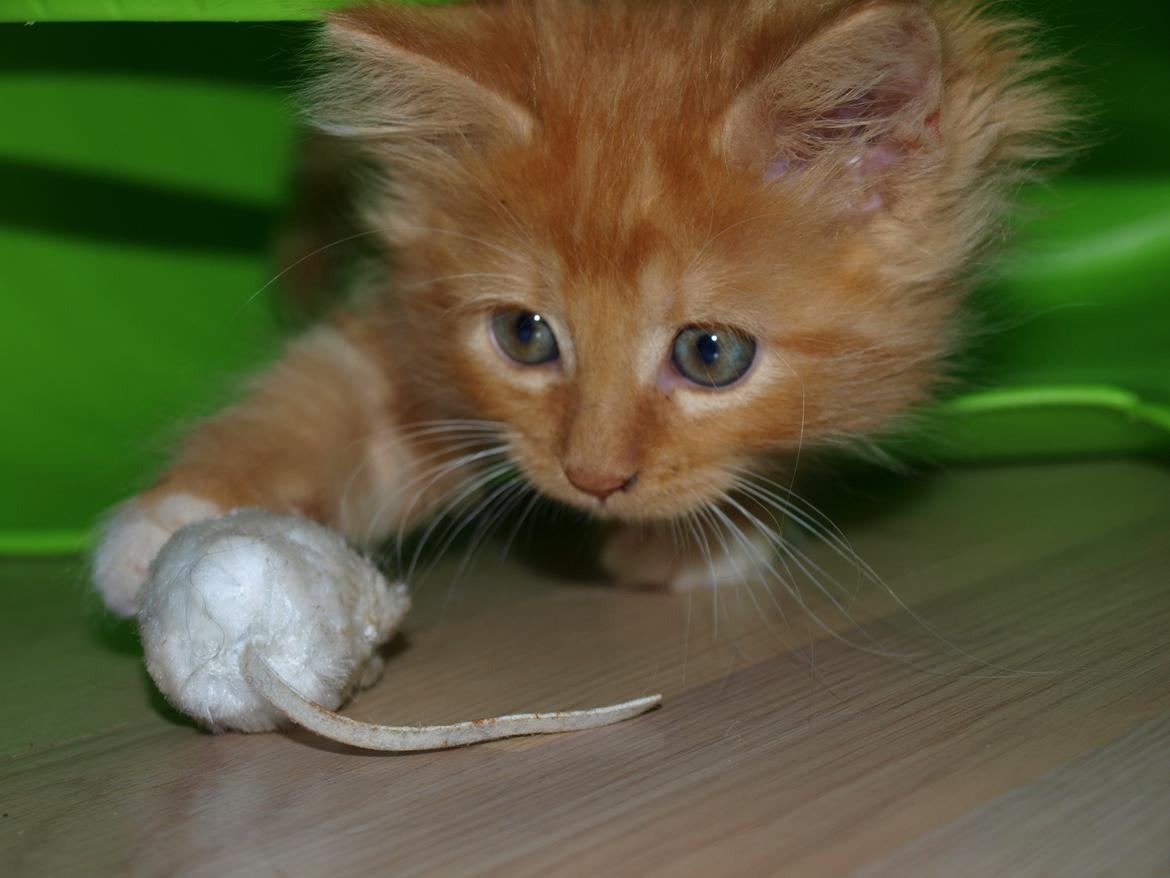 Blanding af racer Ingeborg billede 4