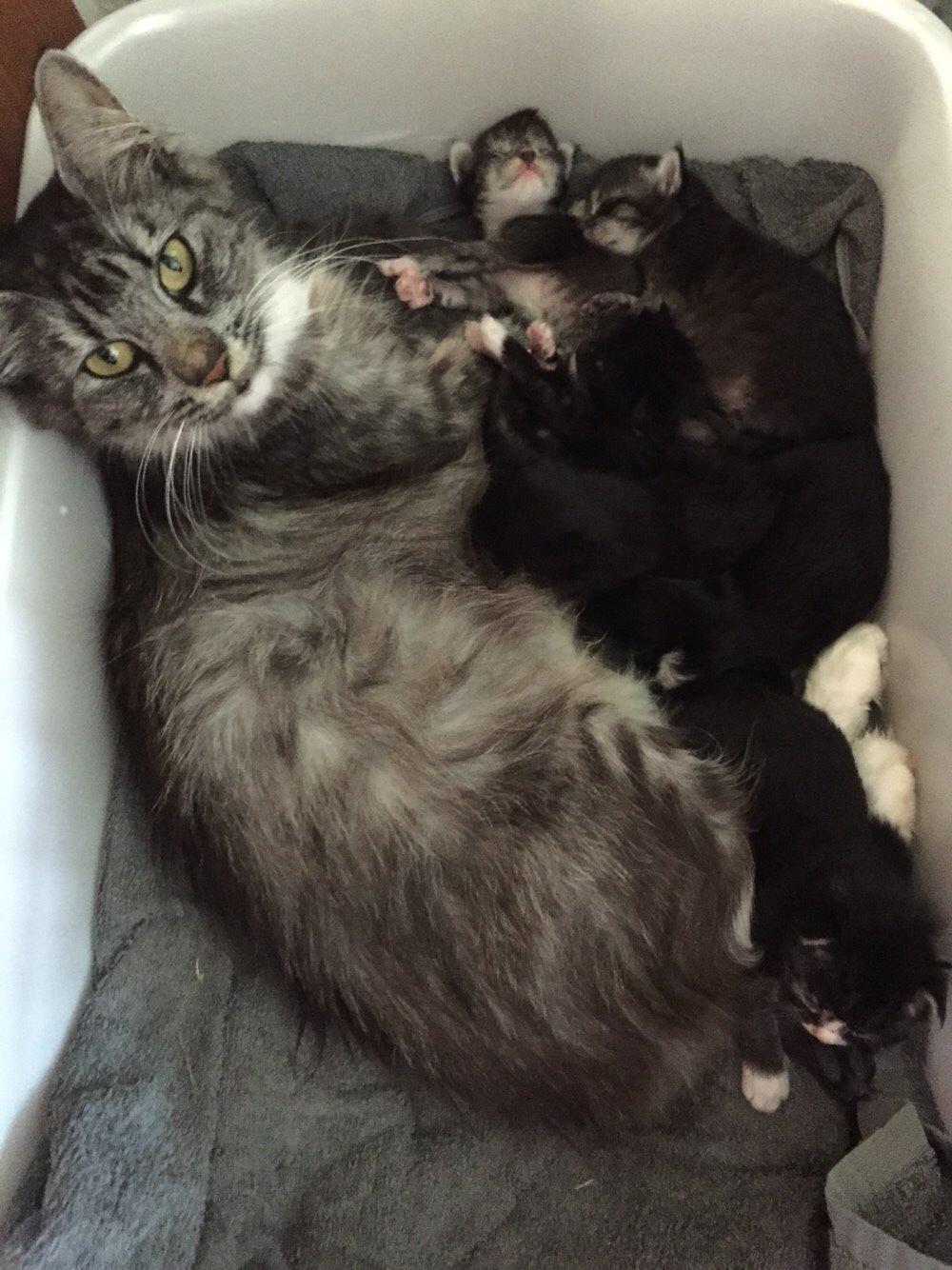 Blanding af racer Liv billede 2