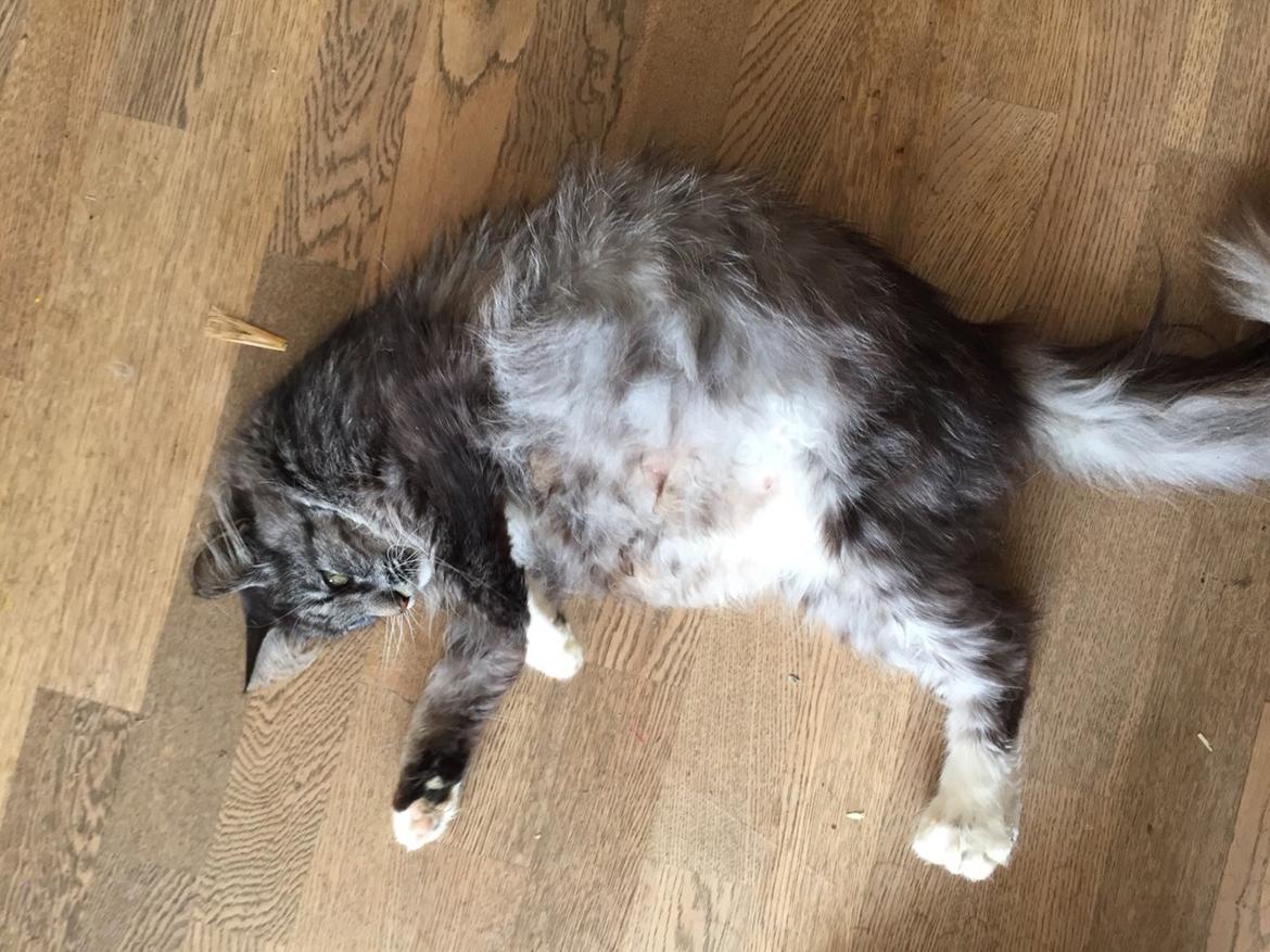 Blanding af racer Liv billede 5