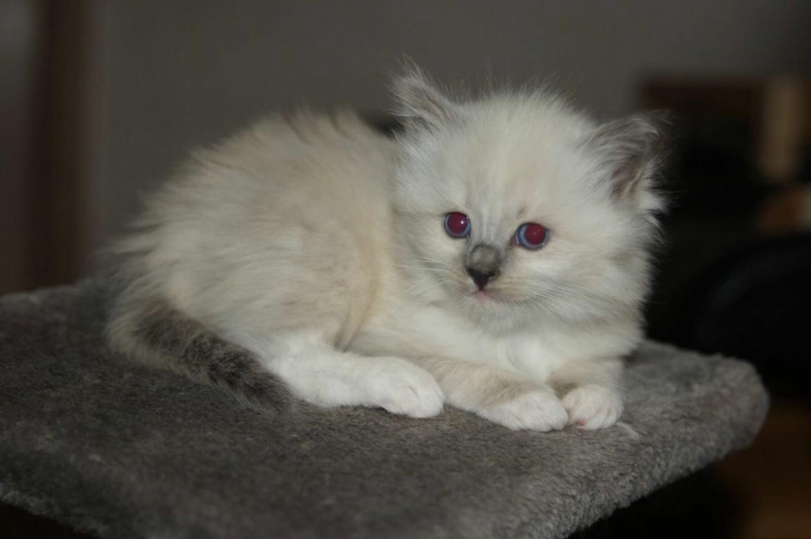 Ragdoll Luna billede 2