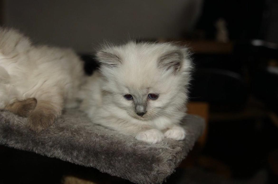 Ragdoll Luna billede 4