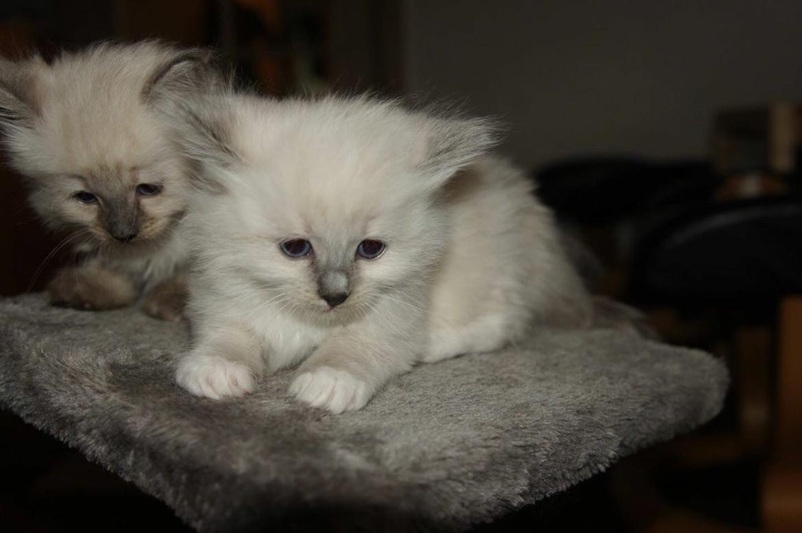 Ragdoll Luna billede 5