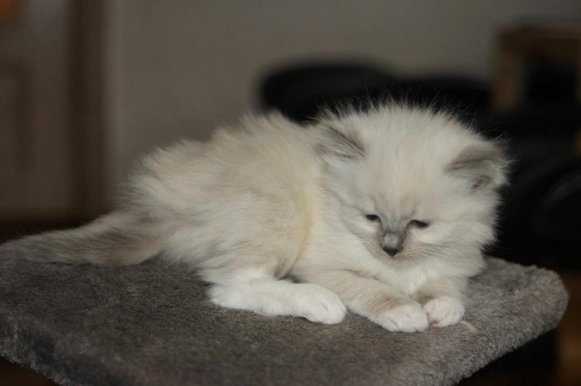 Ragdoll Luna billede 7