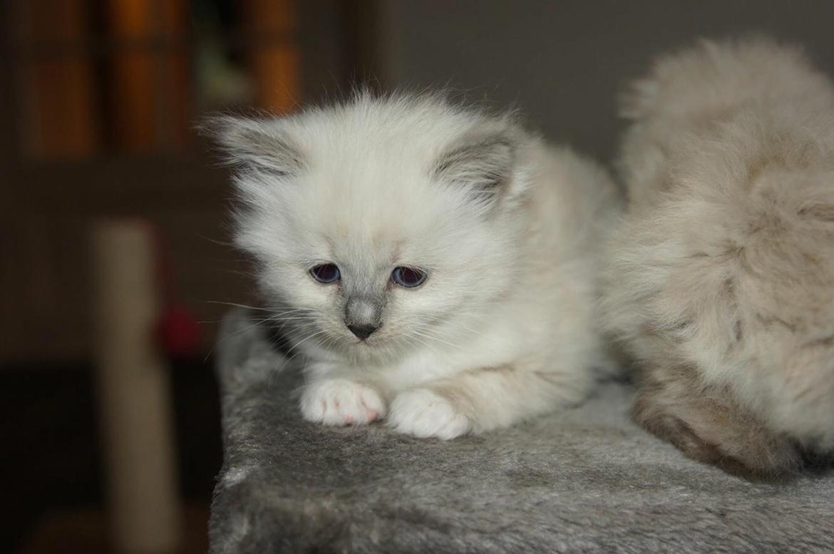 Ragdoll Luna billede 10