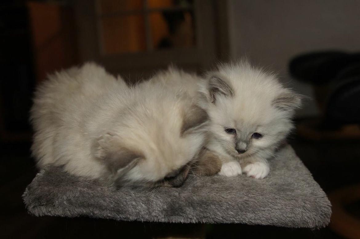 Ragdoll Luna billede 11