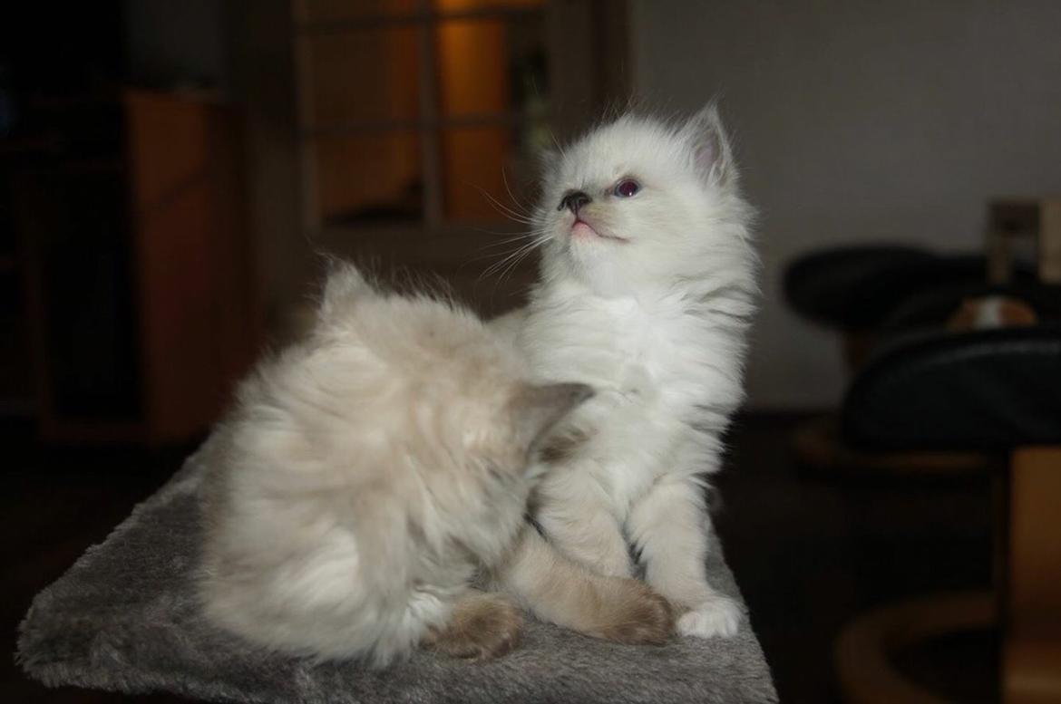 Ragdoll Luna billede 21