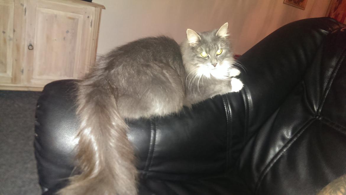 Blanding af racer Kayla himmelkat billede 8