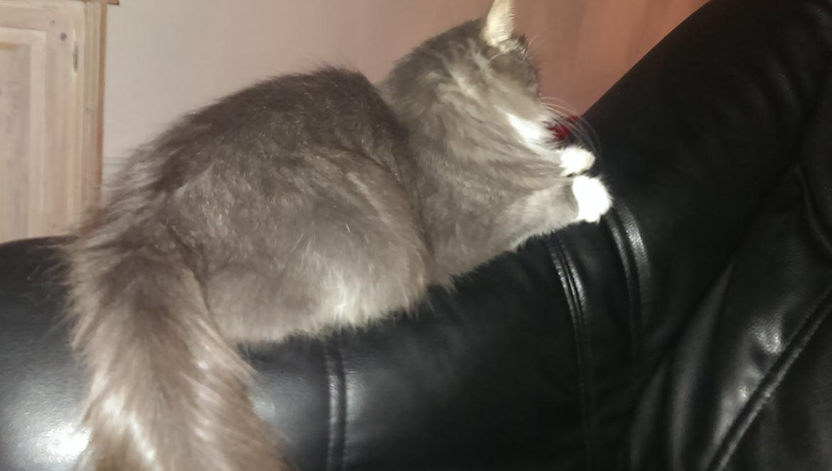 Blanding af racer Kayla himmelkat billede 9