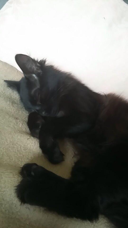 Blanding af racer No name (kaldet Missen) billede 10