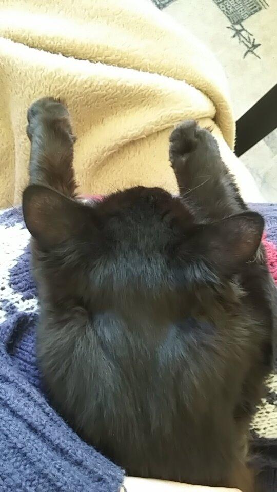 Blanding af racer No name (kaldet Missen) billede 11