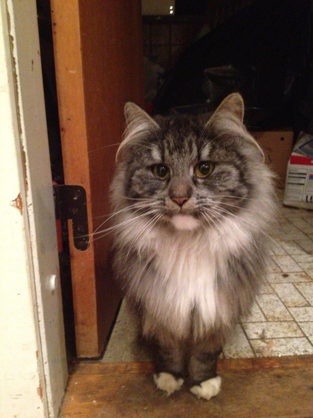 Blanding af racer Liv billede 14