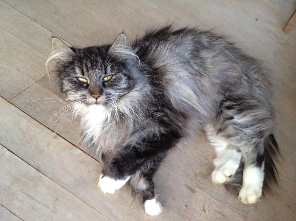 Blanding af racer Liv billede 15