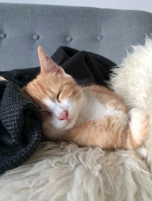 Blanding af racer Ludvig billede 6