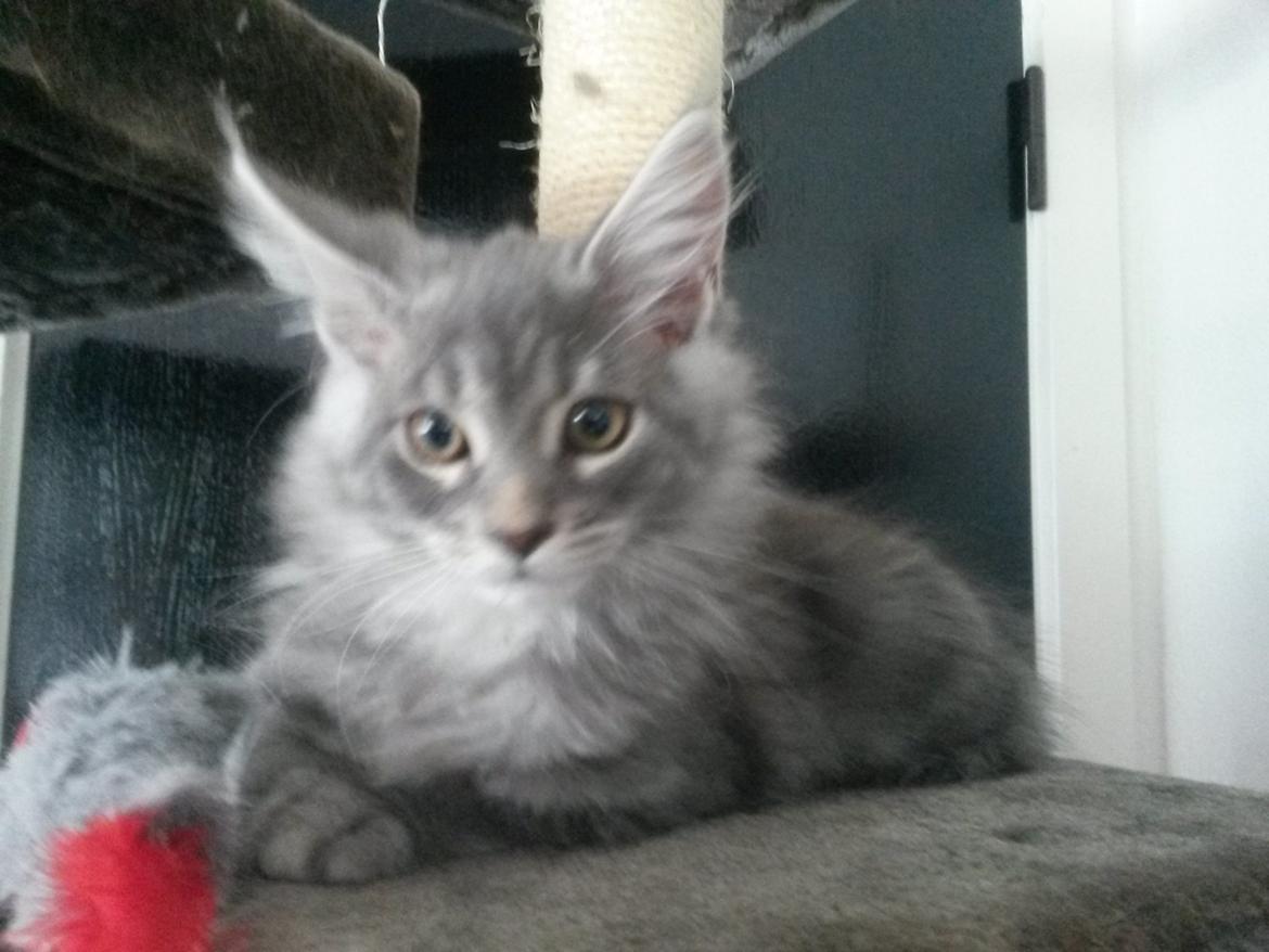 Maine Coon Bounty (DK Nanice Charlie) billede 10