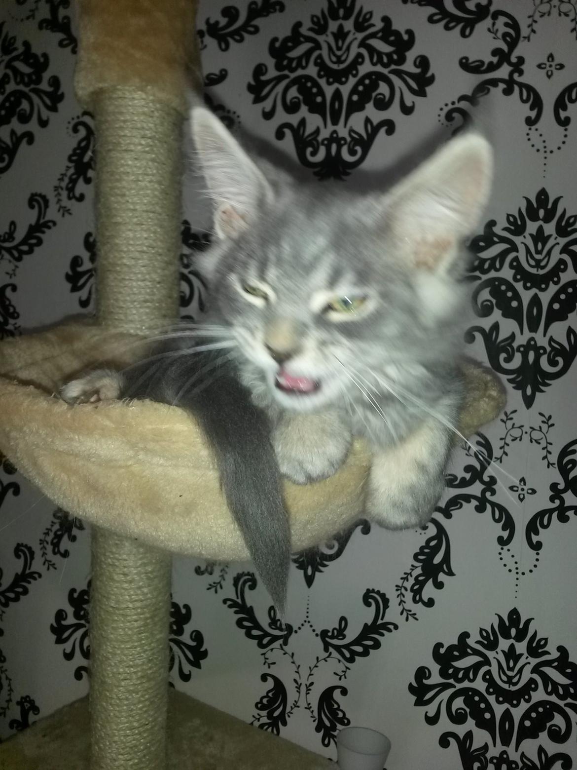 Maine Coon Bounty (DK Nanice Charlie) billede 11