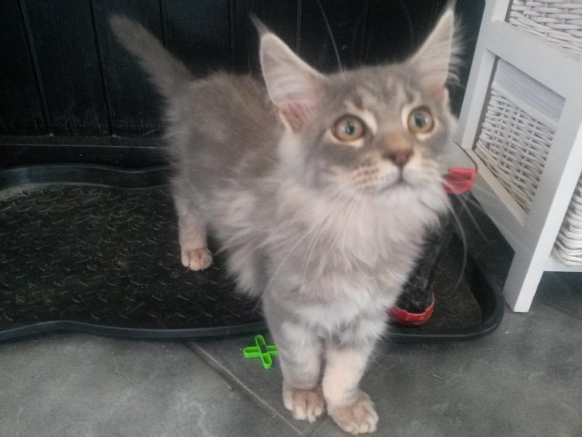 Maine Coon Bounty (DK Nanice Charlie) billede 12