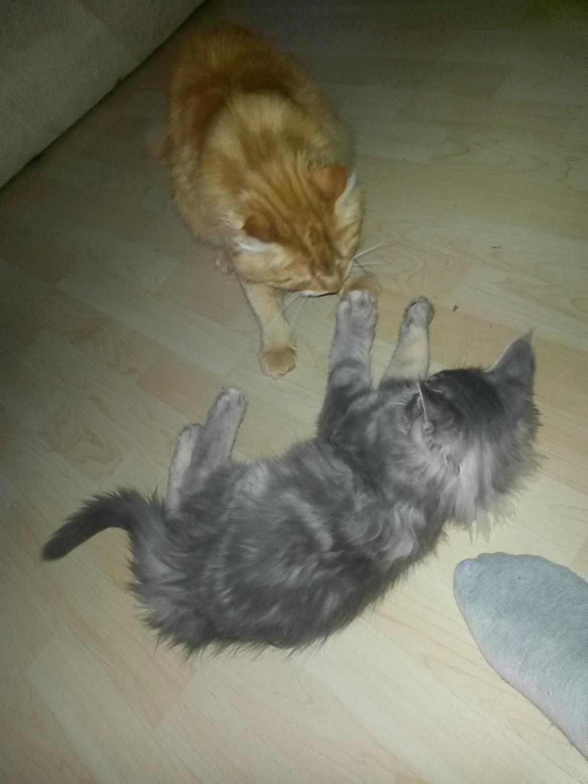 Maine Coon Bounty (DK Nanice Charlie) billede 13