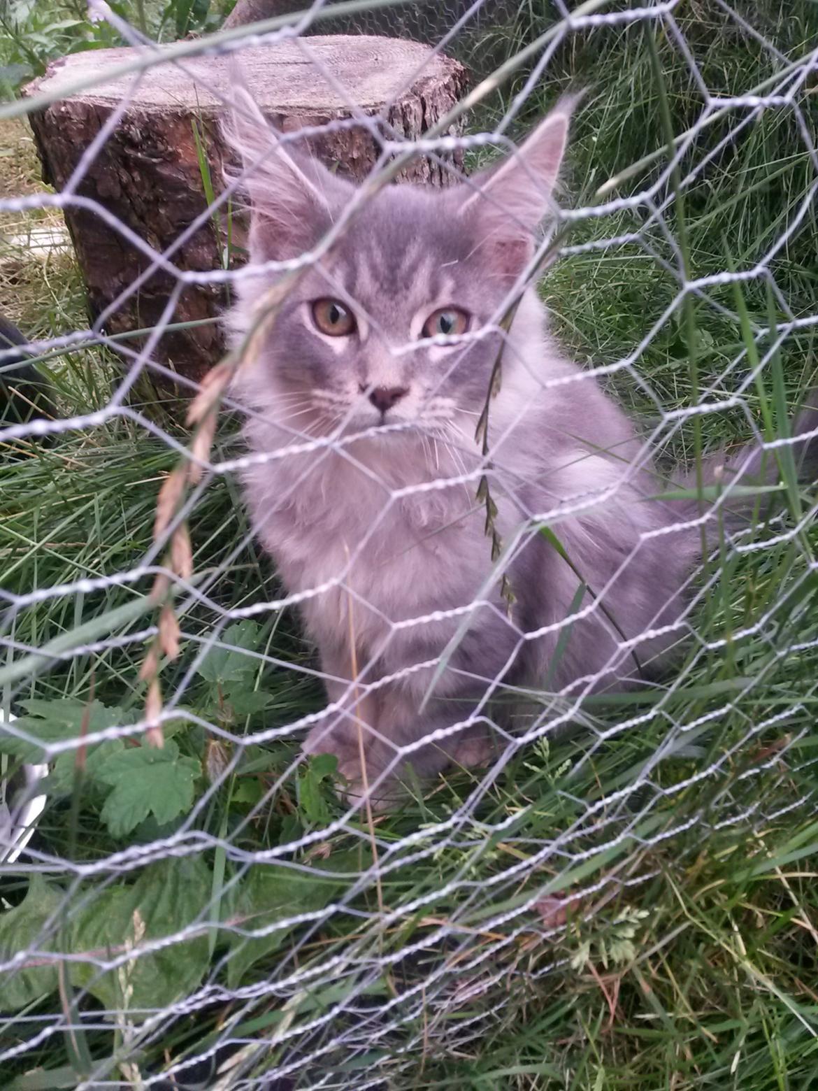 Maine Coon Bounty (DK Nanice Charlie) billede 9