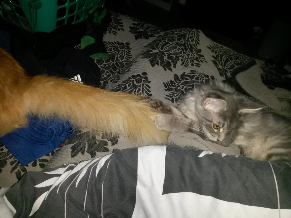 Maine Coon Bounty (DK Nanice Charlie) billede 14